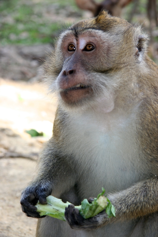 Monkey, Penanjung nature reserve, Java Pangandaran Indonesia 1.jpg - Indonesia Java Pangandaran. Penanjung nature reserve